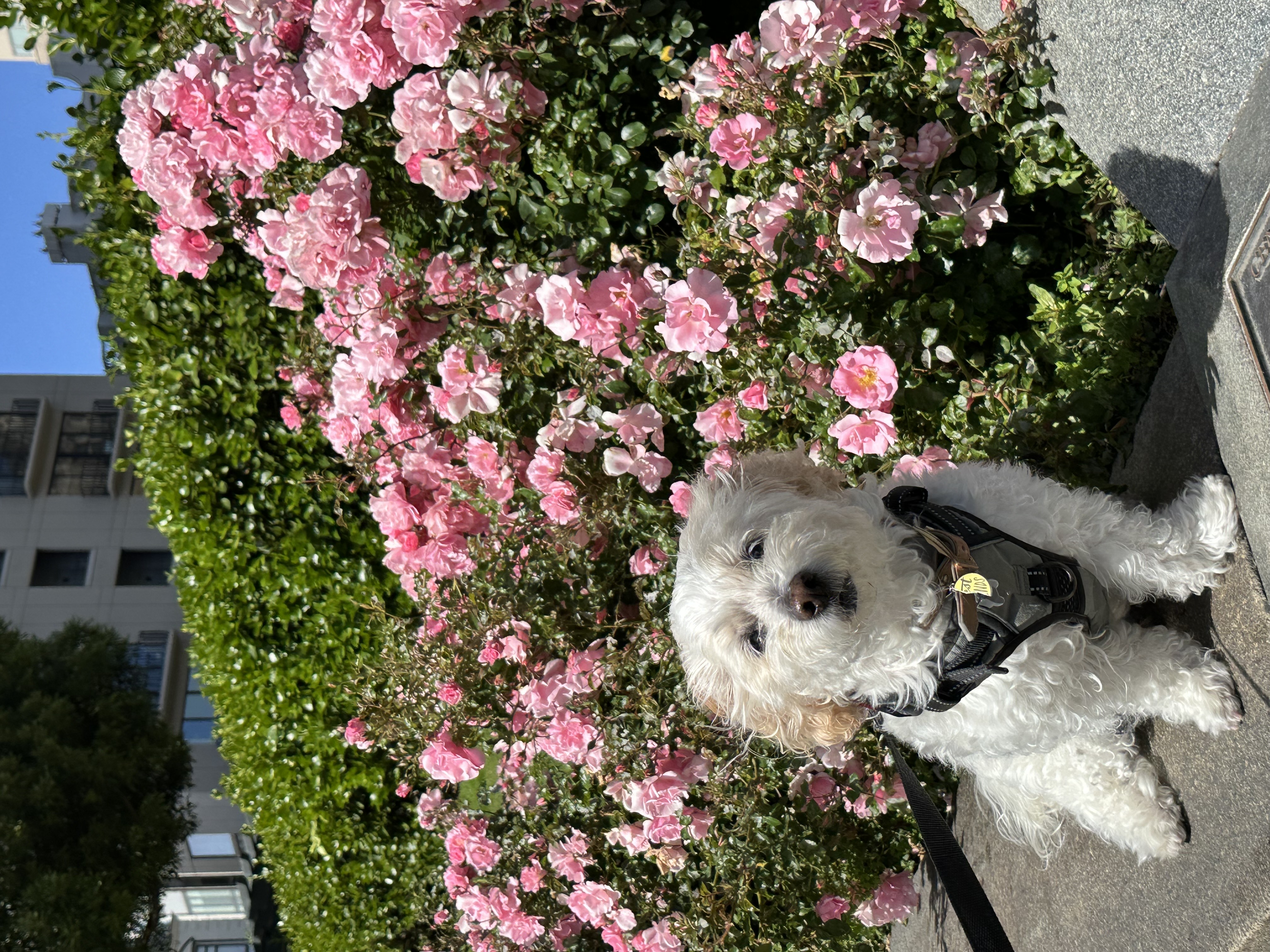 Benji's day off